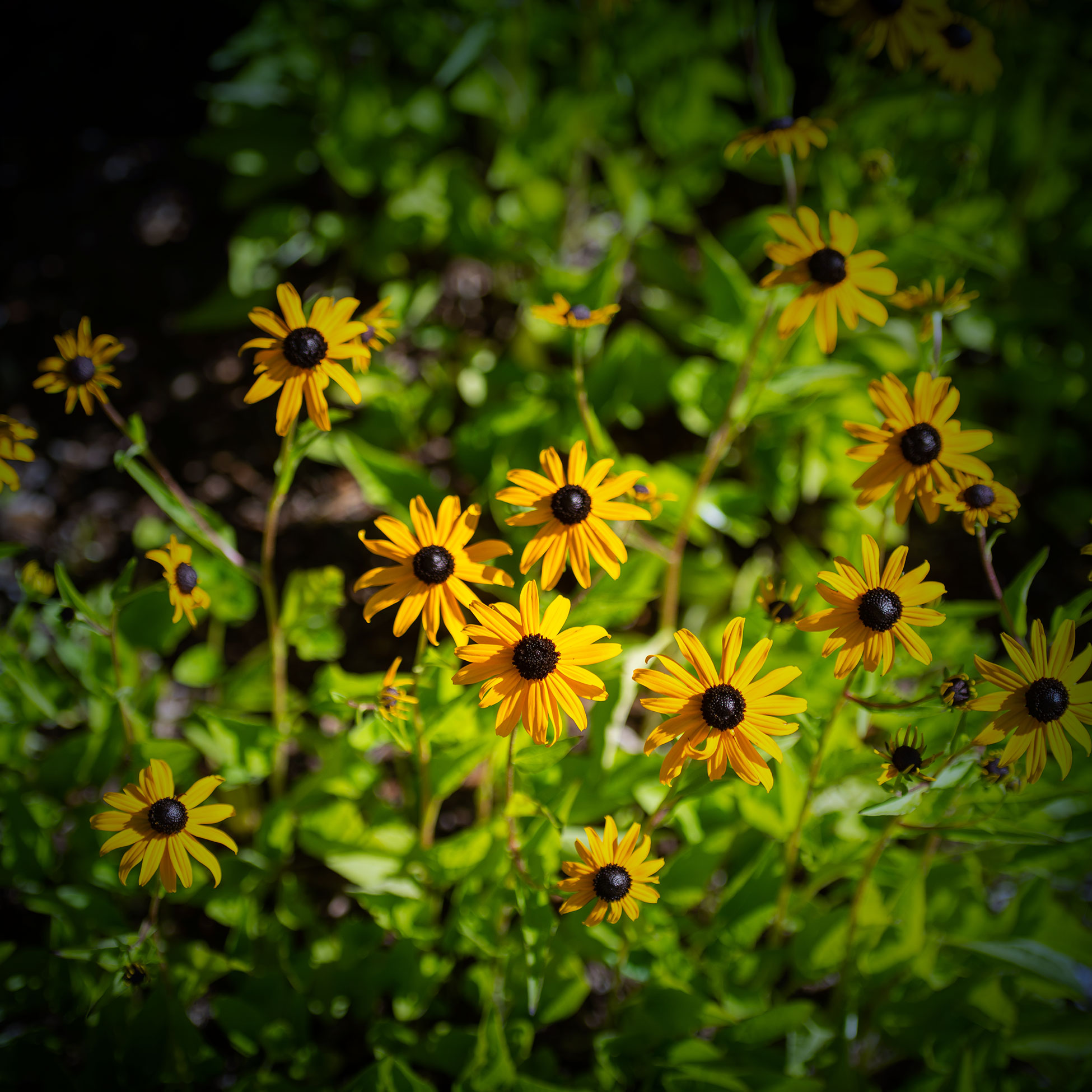 the Gargens at the Double L Ranch